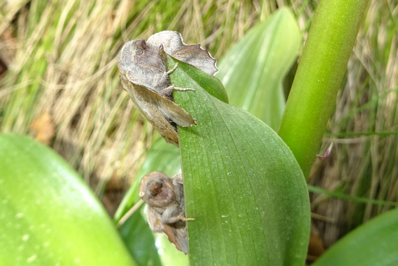 Phyllodesma tremulifolia.....e uovo ?